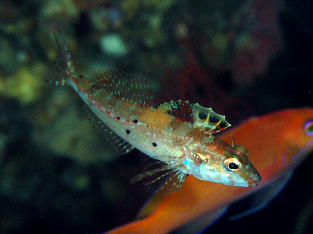 Pseudoblennius argenteus